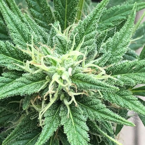 Fat Banana Automatic growlog timeline photo