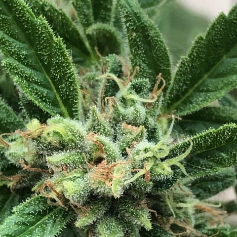 Fat Banana Automatic growlog timeline photo
