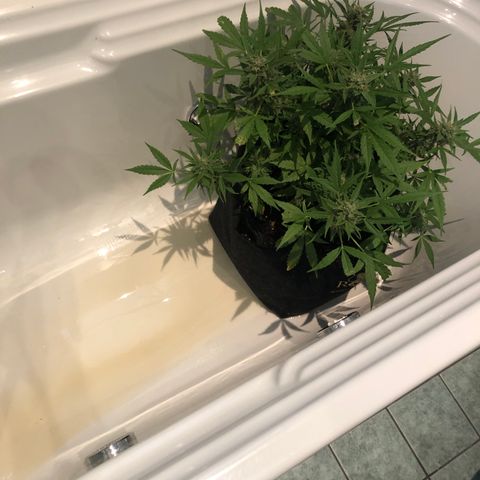Fat Banana Automatic growlog photo: Flushing 