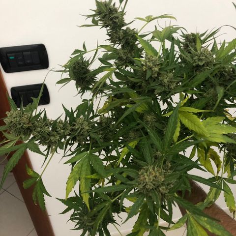 Fat Banana Automatic growlog timeline photo