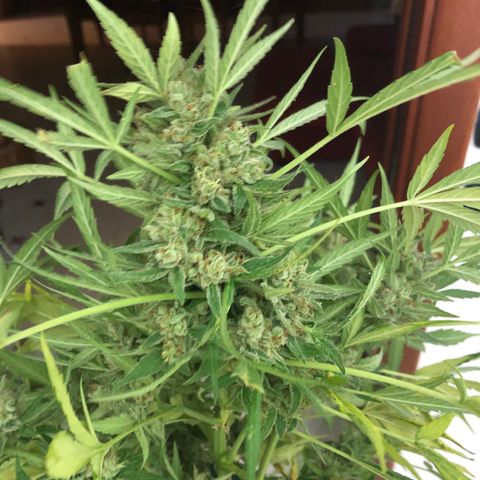 Fat Banana Automatic growlog timeline photo
