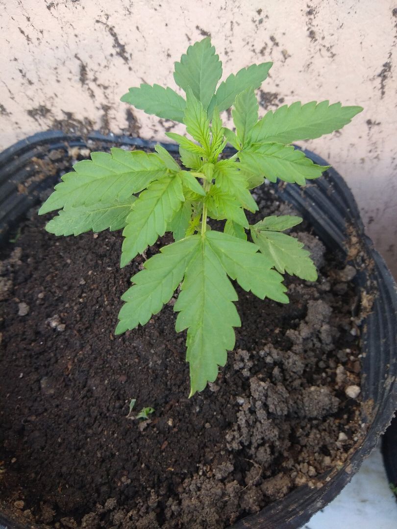 Fraggle Skunk Auto growlog header
