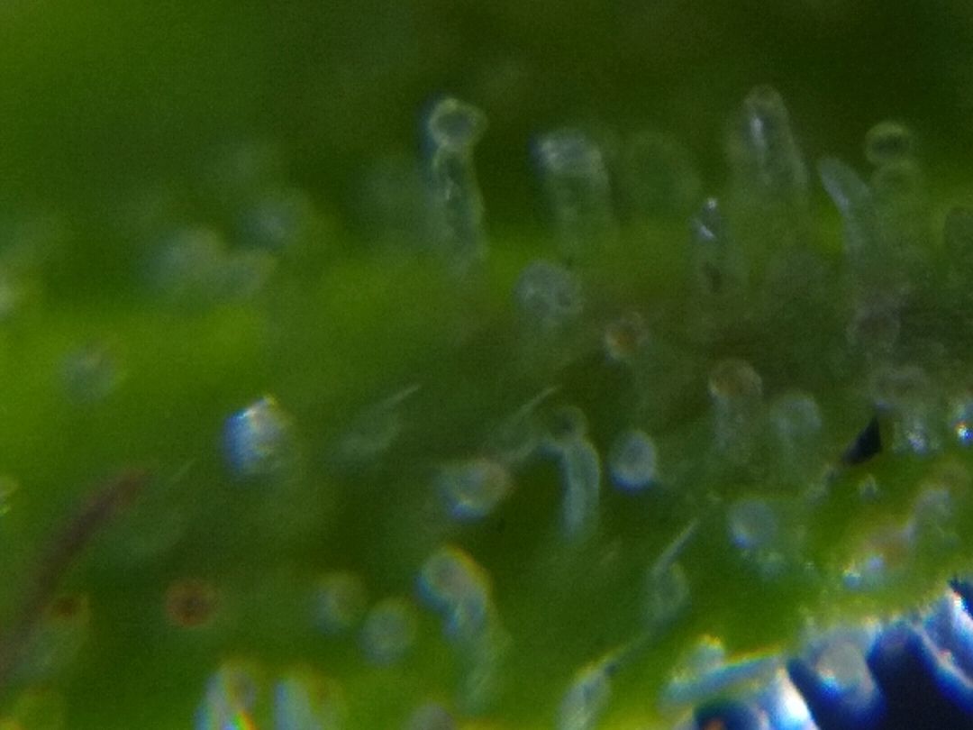 Cheesy Auto growlog header