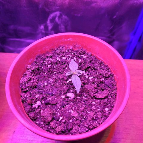 Auto Power Plant growlog timeline photo
