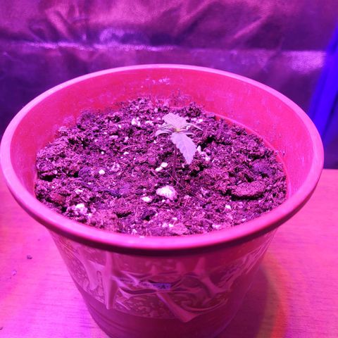 Auto Power Plant growlog timeline photo