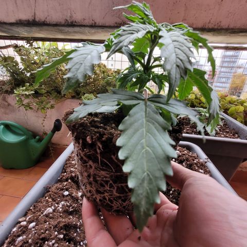 Auto Power Plant growlog timeline photo