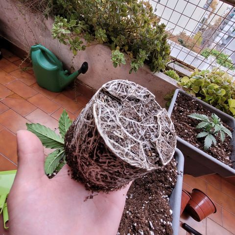 Auto Power Plant growlog timeline photo