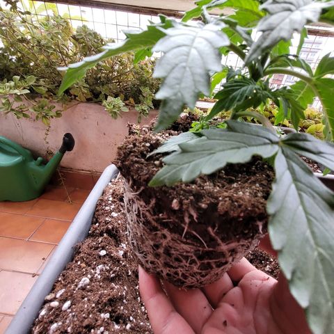 Auto Power Plant growlog timeline photo