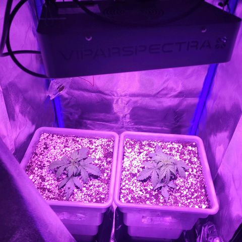 Auto Power Plant growlog timeline photo