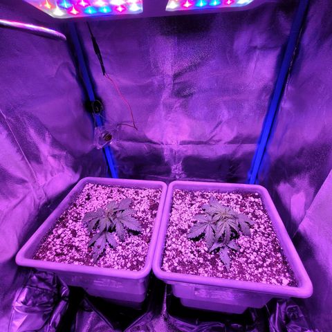Auto Power Plant growlog timeline photo