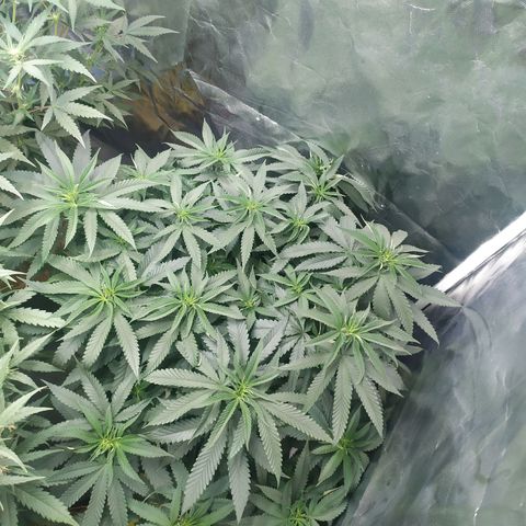 Peyote forum  growlog timeline photo