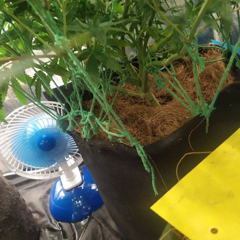 Peyote forum  growlog timeline photo