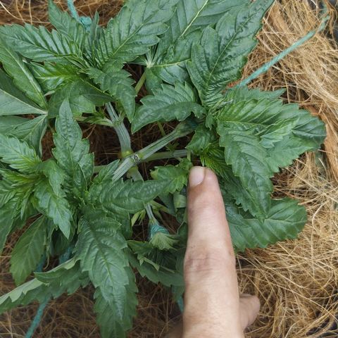 Peyote forum  growlog timeline photo