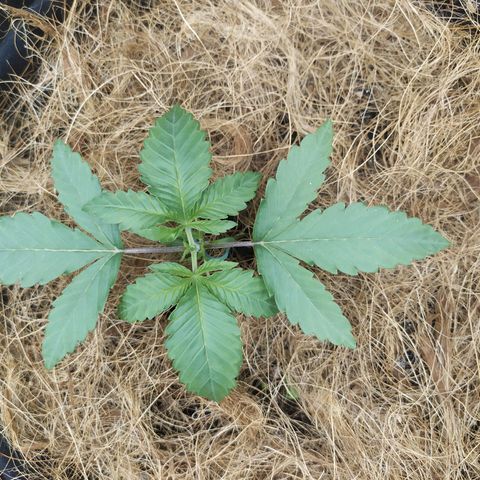 Peyote forum  growlog timeline photo