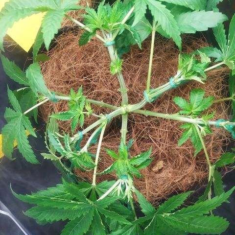 Peyote forum  growlog timeline photo
