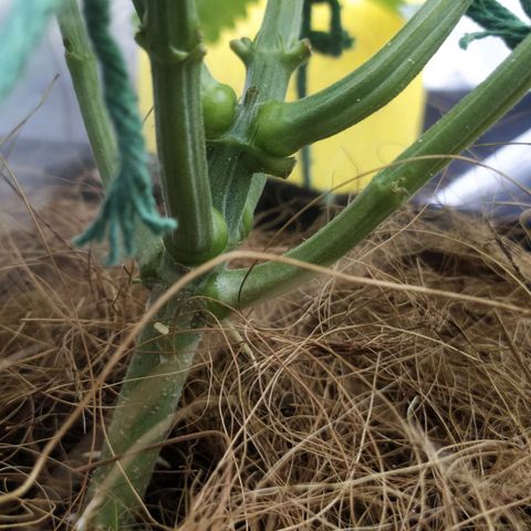Peyote forum  growlog timeline photo