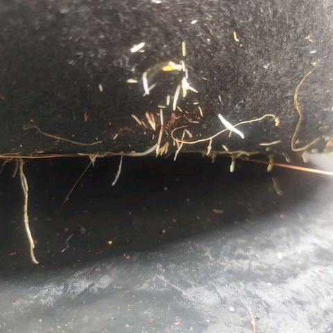 Peyote forum  growlog timeline photo