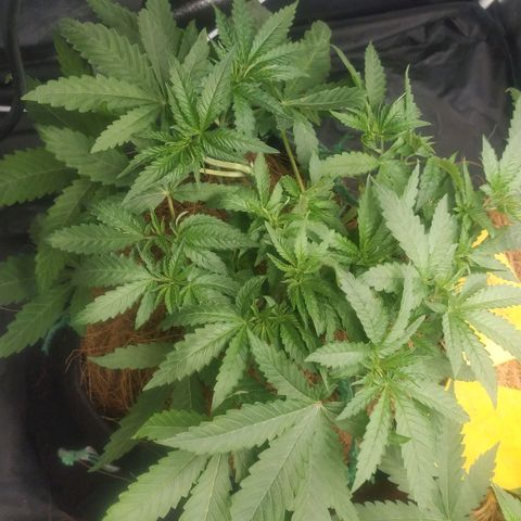 Peyote forum  growlog timeline photo