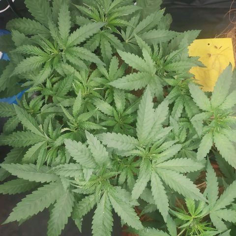 Peyote forum  growlog timeline photo