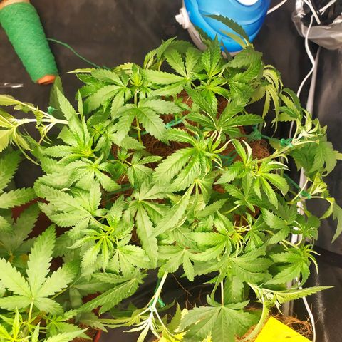 Peyote forum  growlog timeline photo