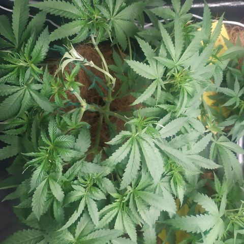 Peyote forum  growlog timeline photo