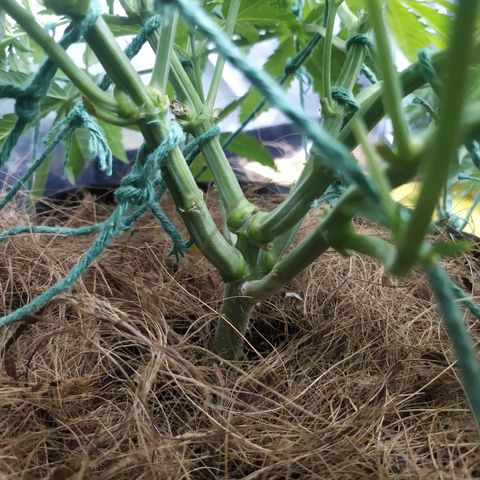 Peyote forum  growlog timeline photo