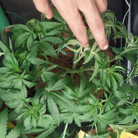 Peyote forum  growlog timeline photo