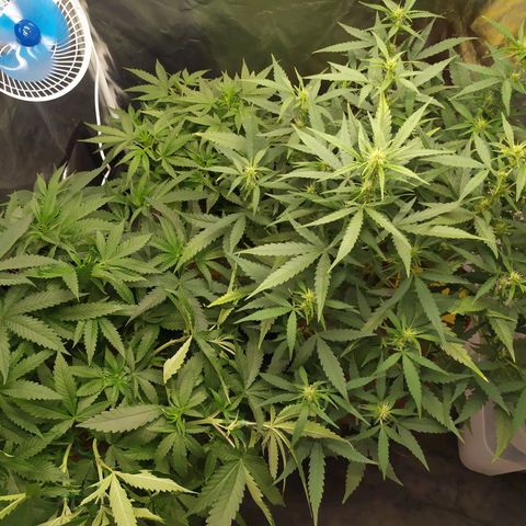 Peyote forum  growlog timeline photo