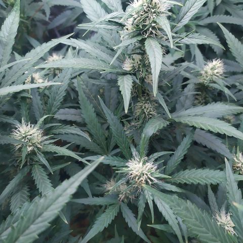 AK 47 auto  growlog timeline photo
