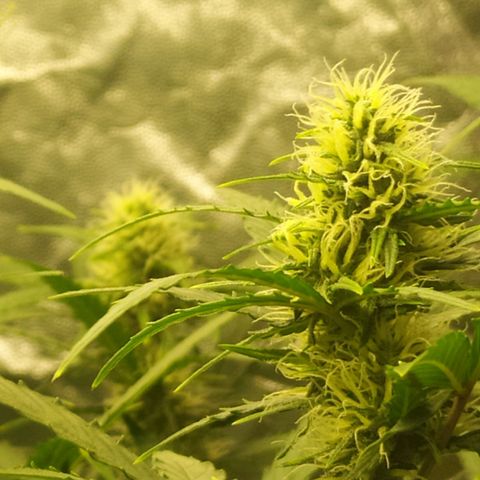 AK 47 auto  growlog timeline photo