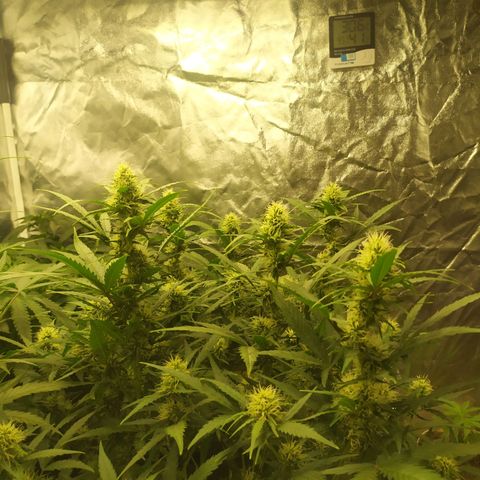 AK 47 auto  growlog timeline photo