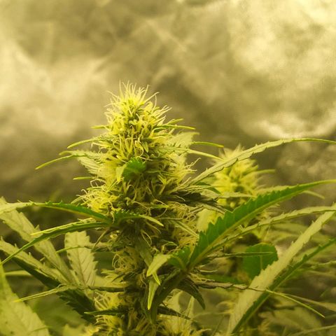 AK 47 auto  growlog timeline photo