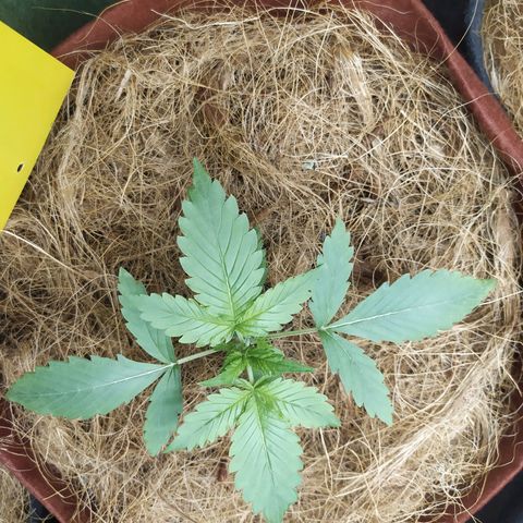 AK 47 auto  growlog timeline photo