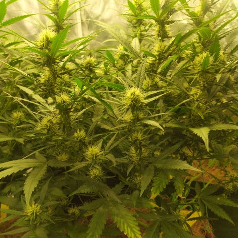 AK 47 auto  growlog timeline photo