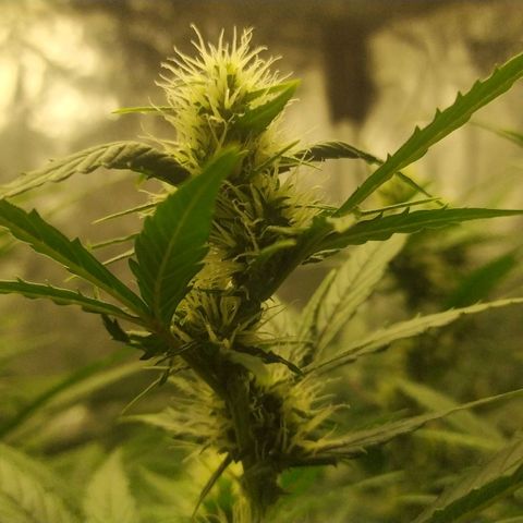 AK 47 auto  growlog timeline photo