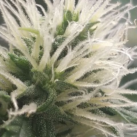 AK 47 auto  growlog timeline photo