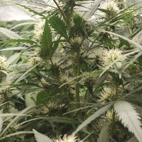 AK 47 auto  growlog timeline photo