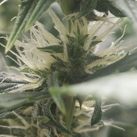 AK 47 auto  growlog timeline photo