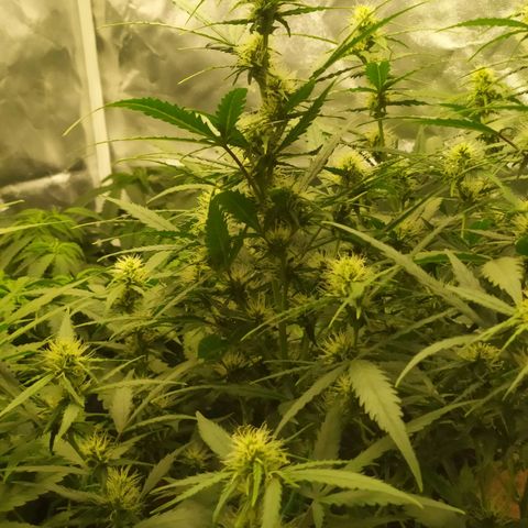 AK 47 auto  growlog timeline photo