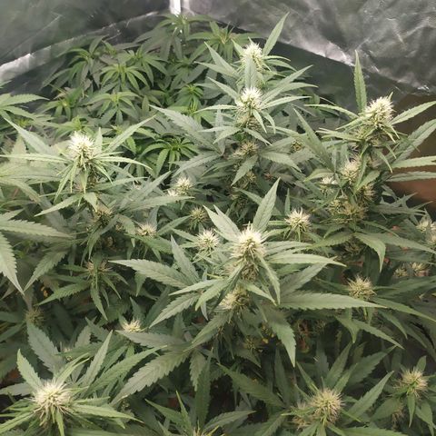 AK 47 auto  growlog timeline photo