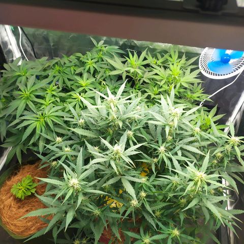 AK 47 auto  growlog timeline photo