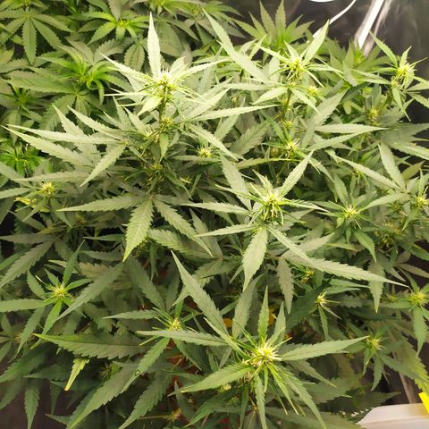 AK 47 auto  growlog timeline photo