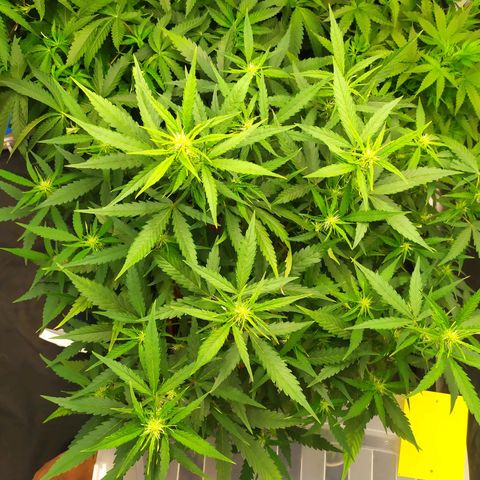 AK 47 auto  growlog timeline photo