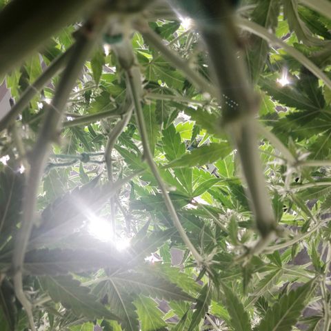 AK 47 auto  growlog timeline photo