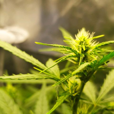 AK 47 auto  growlog timeline photo