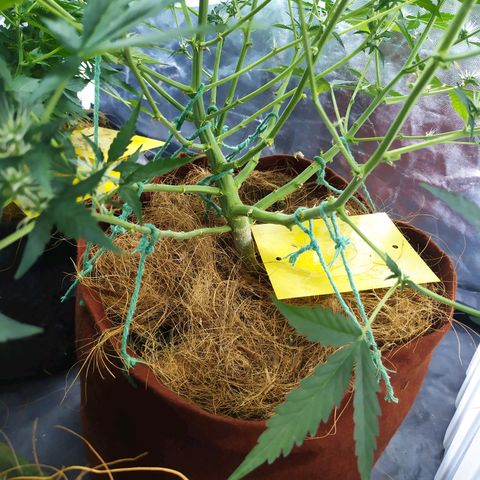 AK 47 auto  growlog timeline photo