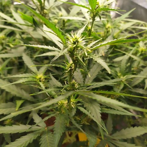 AK 47 auto  growlog timeline photo