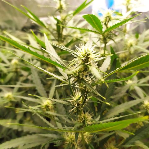 AK 47 auto  growlog timeline photo