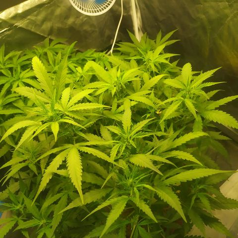 AK 47 auto  growlog timeline photo