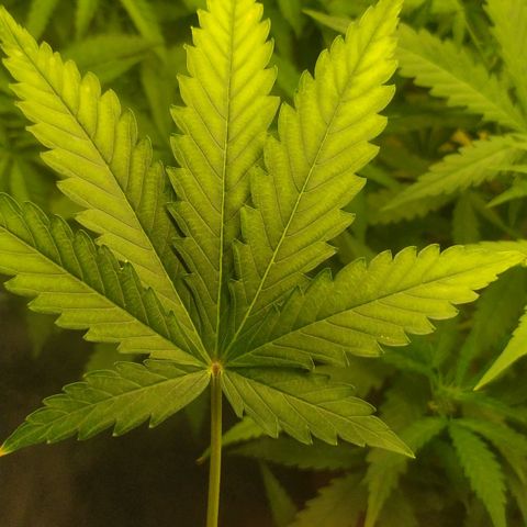 AK 47 auto  growlog timeline photo